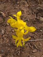 Iris danfordiae (Baker) Boiss.的图像