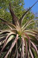 Image of Aloe speciosa Baker