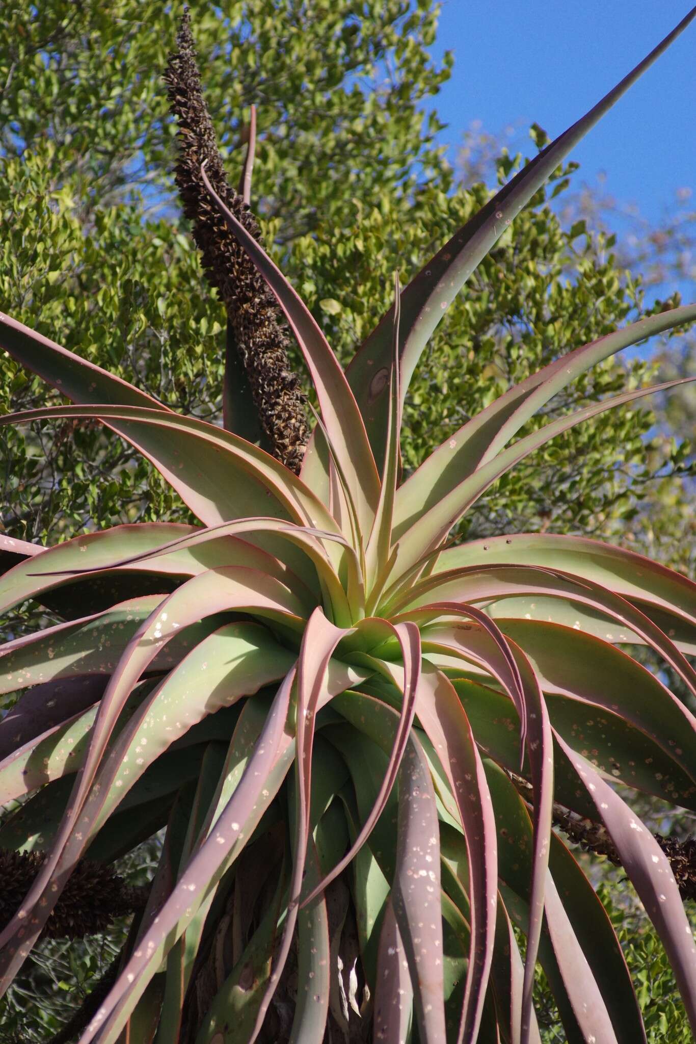 Aloe speciosa Baker resmi