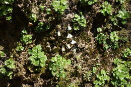 Imagem de Sullivantia hapemanii var. purpusii (Brandeg.) D. E. Soltis