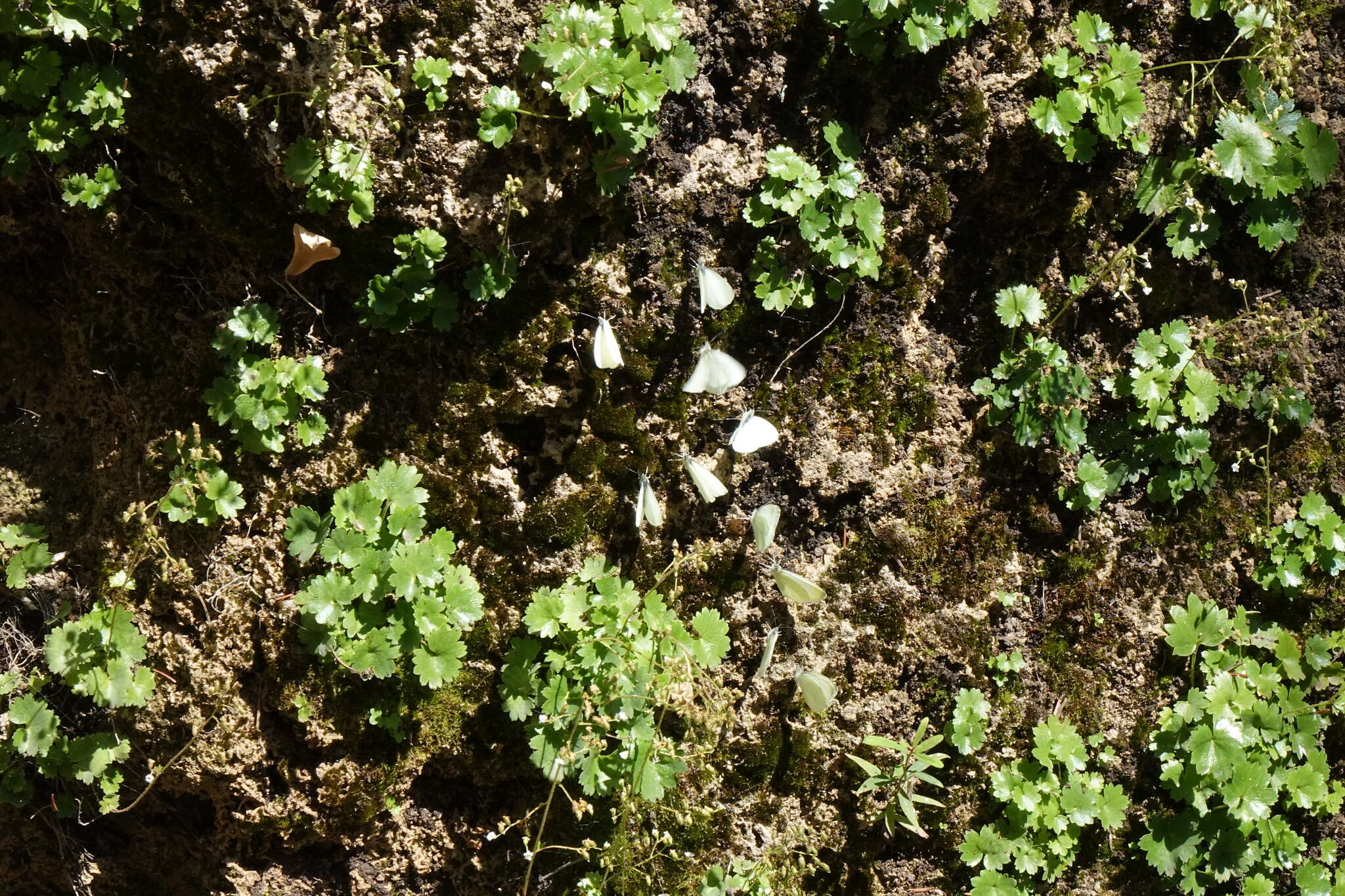 صورة Sullivantia hapemanii var. purpusii (Brandeg.) D. E. Soltis