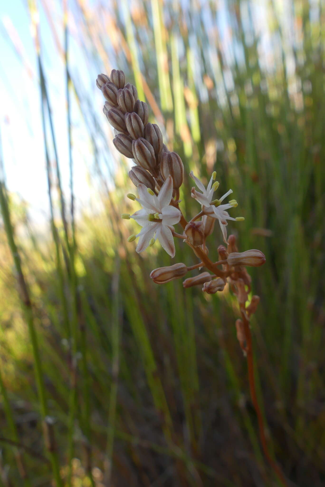 Image of Drimia salteri (Compton) J. C. Manning & Goldblatt