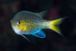 Image of Blacktail chromis