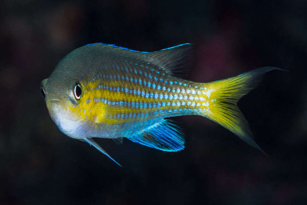 Слика од Pycnochromis nigrurus (Smith 1960)