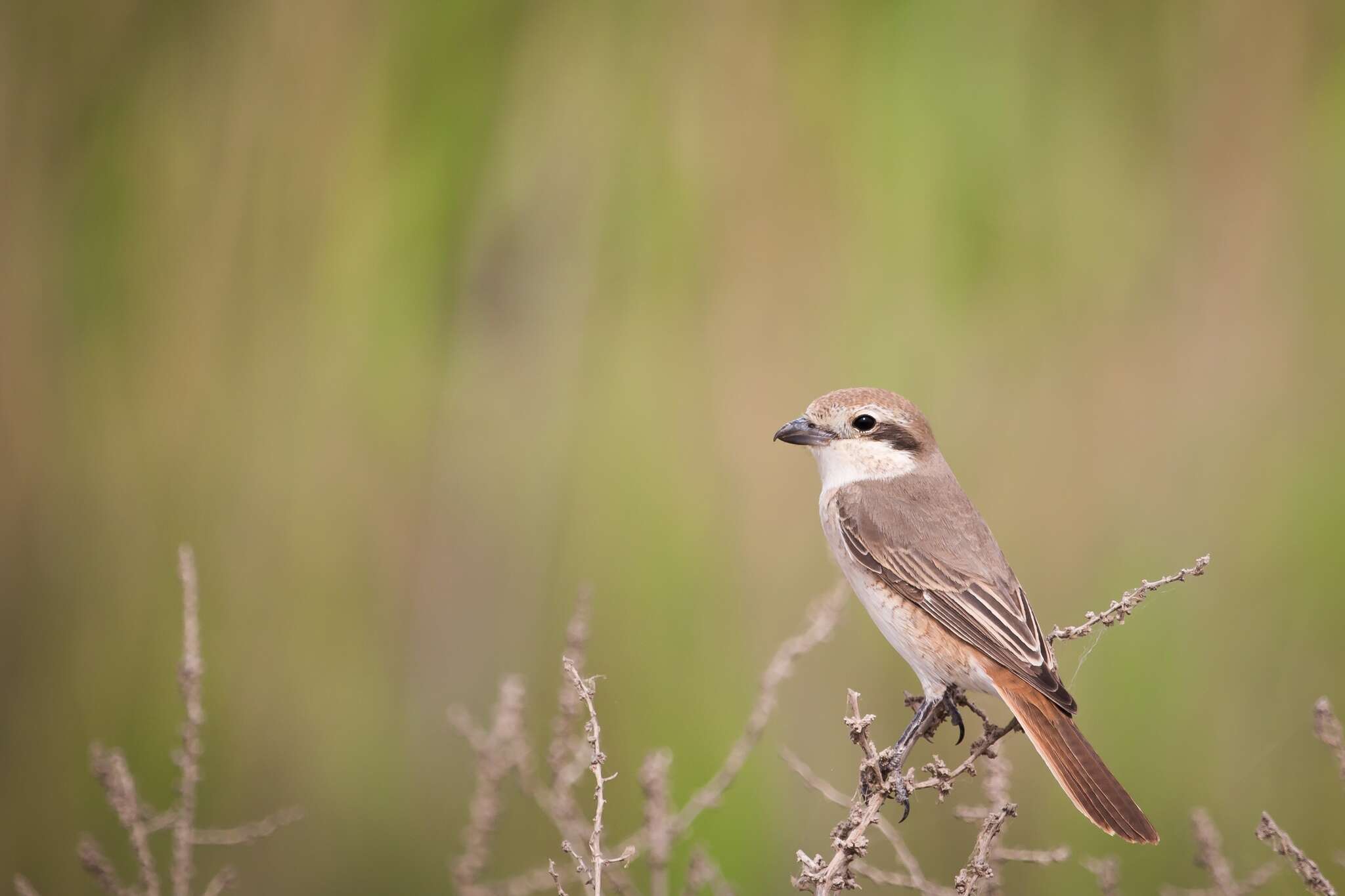 Image of Isabeline Shrike