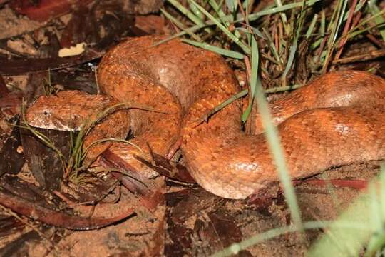 Image of Acanthophis cryptamydros Maddodk, Ellis, Doughty, A. Smith & Wüster 2015