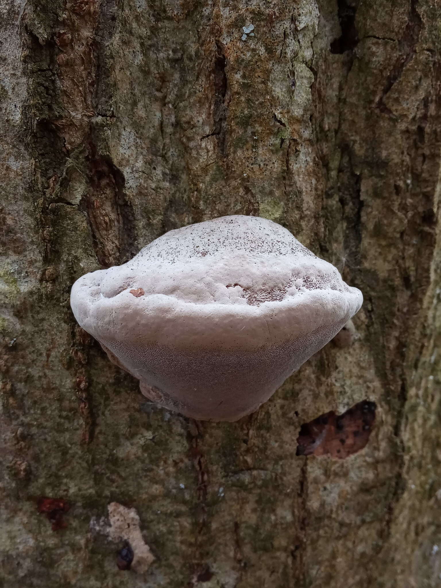 Image of Phellinus igniarius (L.) Quél. 1886