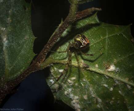 Image of Theridion pyramidale L. Koch 1867