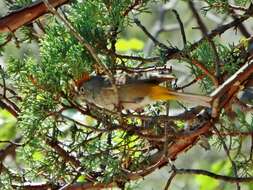 Image of Colima Warbler