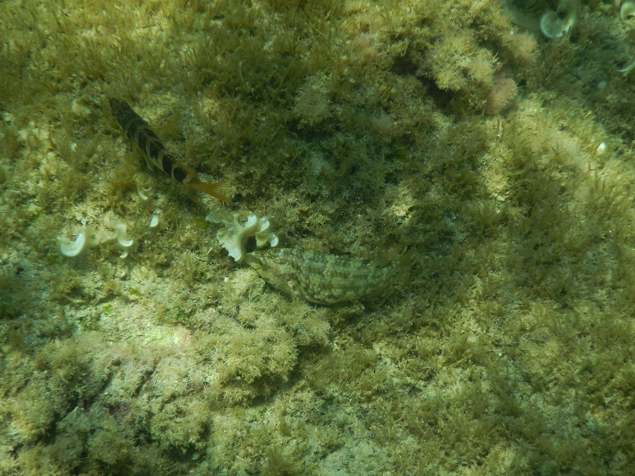 Image of Five-spotted Wrasse