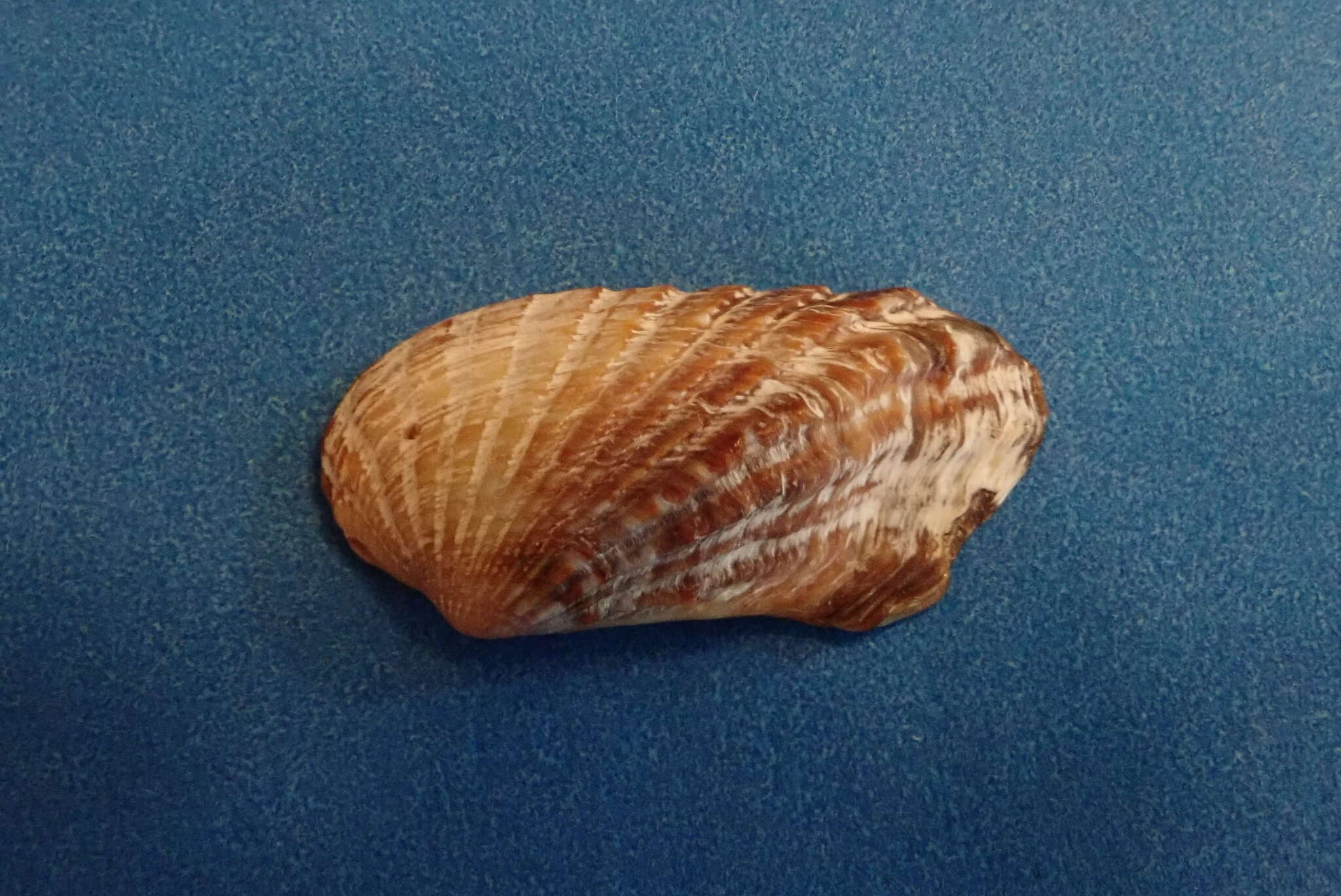 Image of Carditamera gracilis (Shuttleworth 1856)