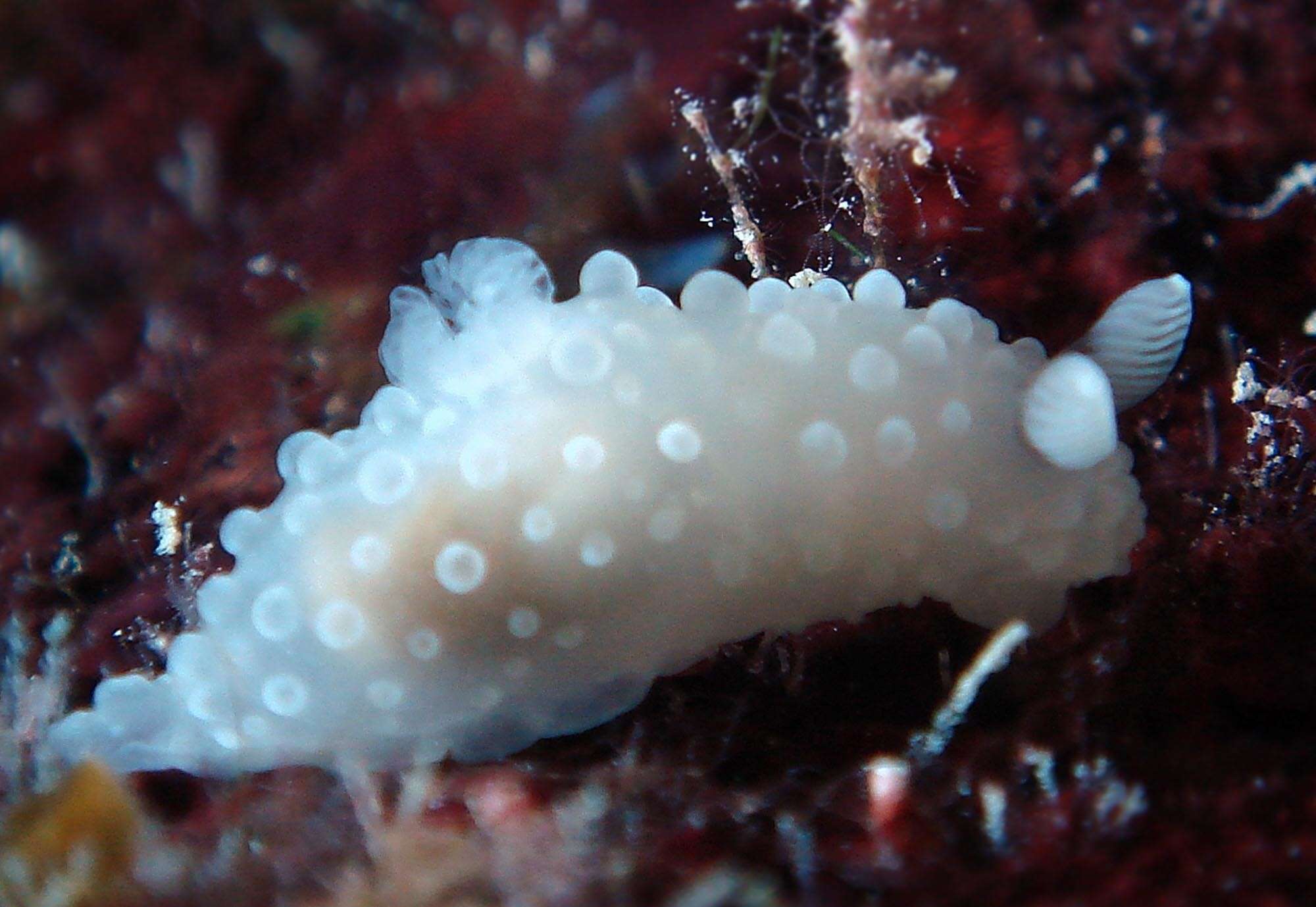 Image of Gymnodoris tuberculosa Knutson & Gosliner 2014