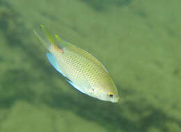 Sivun Chromis dasygenys (Fowler 1935) kuva