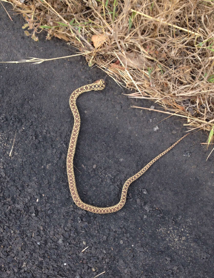 Pituophis catenifer catenifer (Blainville 1835)的圖片