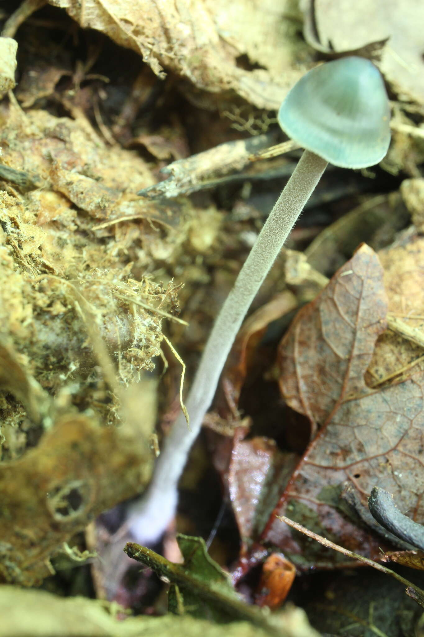 Image of Mycena subcaerulea Sacc. 1887