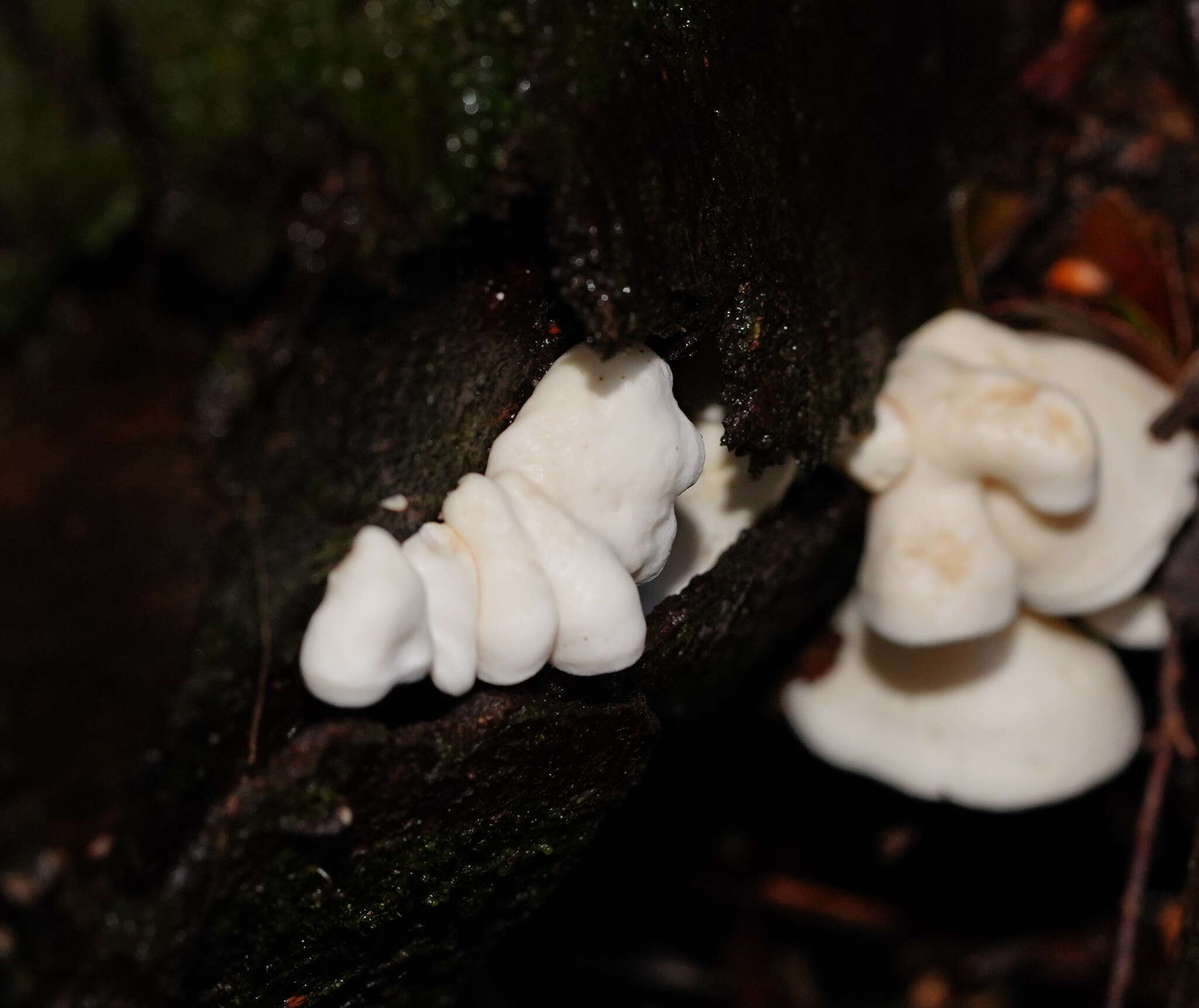 Image of Gloeoporus phlebophorus (Berk.) G. Cunn. 1965