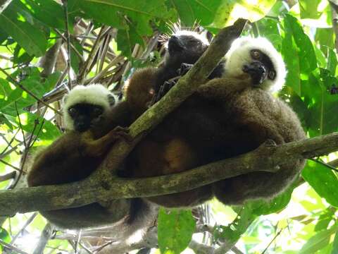 Image of White-fronted Brown Lemur