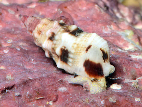 Image of Cerithium egenum Gould 1849