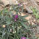 Image of <i>Lessingianthus plantaginodes</i>