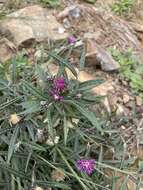 Image of <i>Lessingianthus plantaginodes</i>