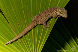 Image of Saint George Island Gecko