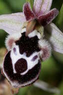 Слика од Ophrys reinholdii subsp. reinholdii