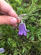 Image of Pulsatilla ambigua (Turcz.) Juzepczuk