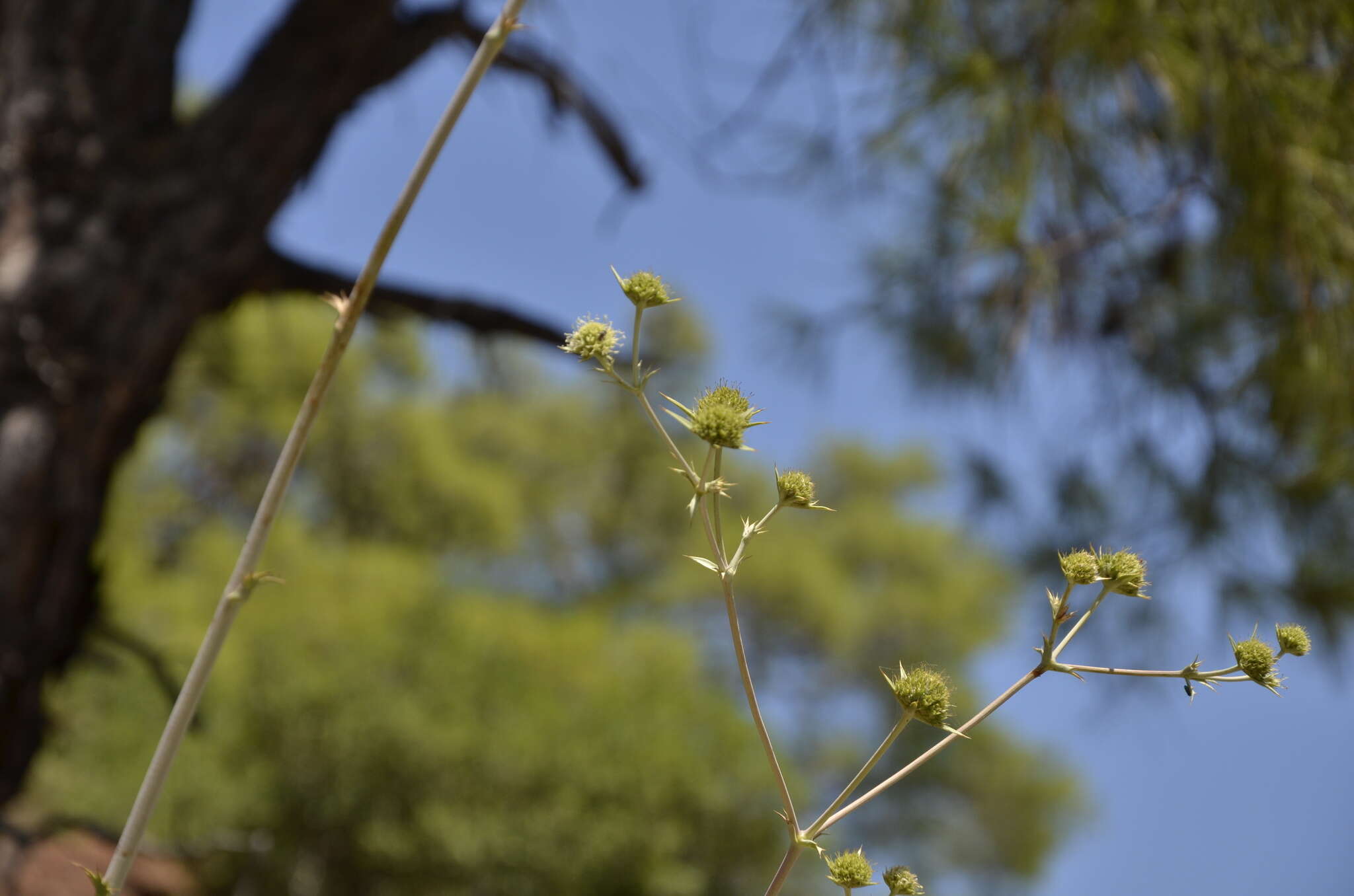 Image of Eryngium thorifolium Boiss.