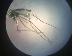 Image of Aedes eleanorae Berlin 1969