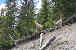 Image of Ovis canadensis canadensis Shaw 1804