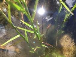 Image of Brown Waterscorpion