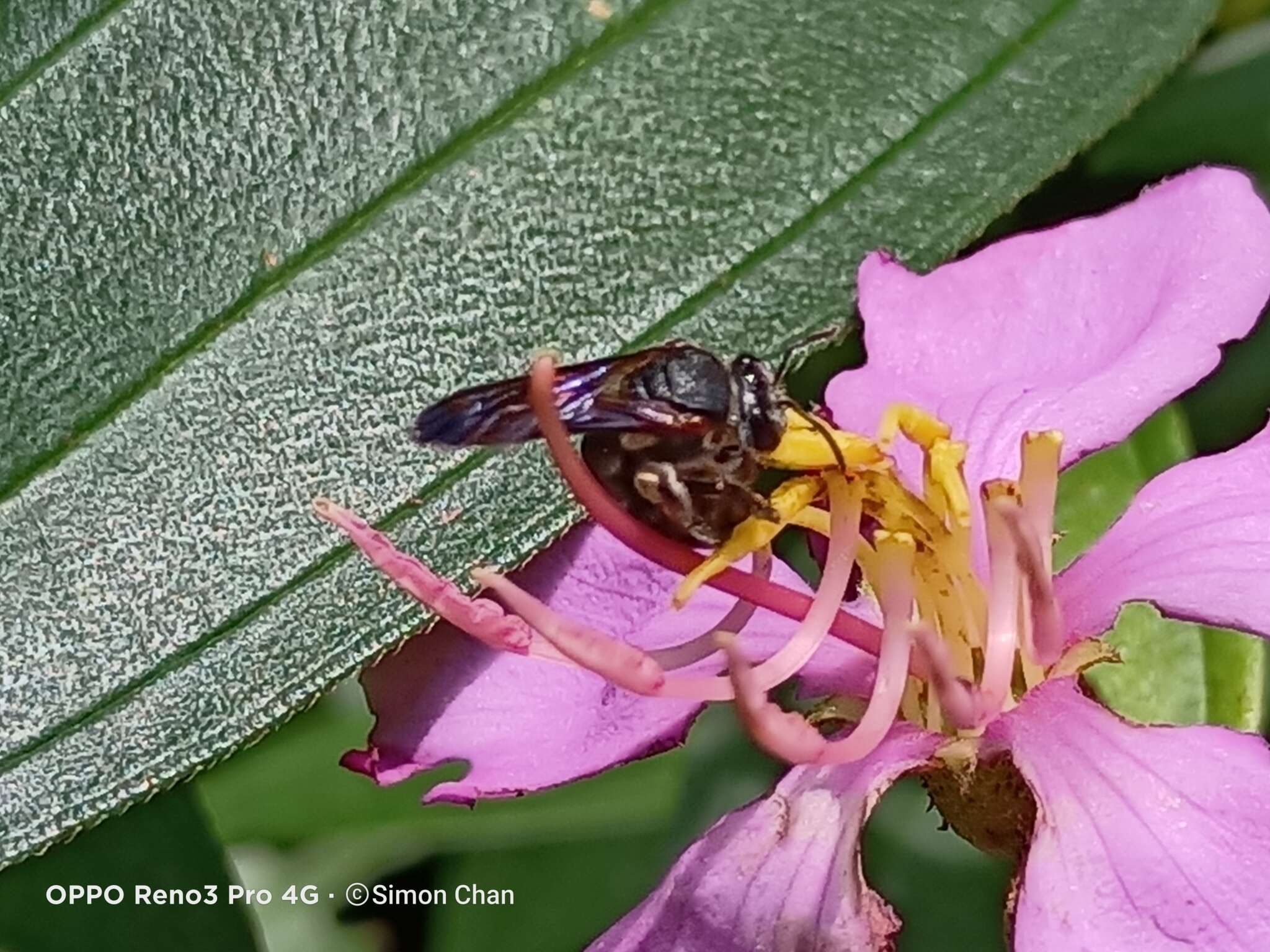 Nomia fuscipennis Smith 1875的圖片