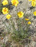 Image of leafstem tickseed