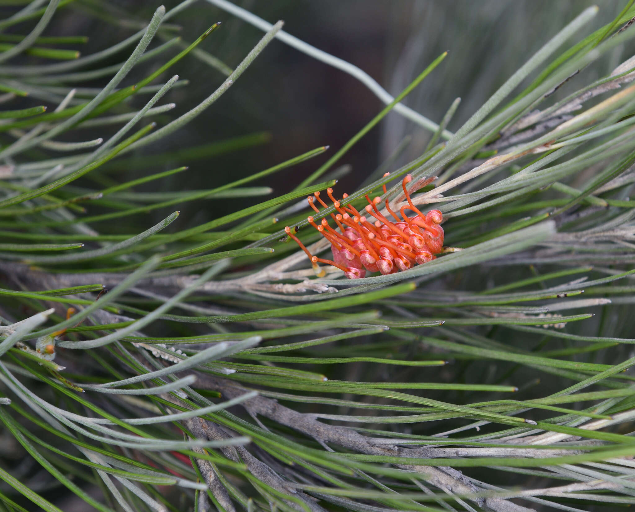 Image of Grevillea cagiana Mc Gill.