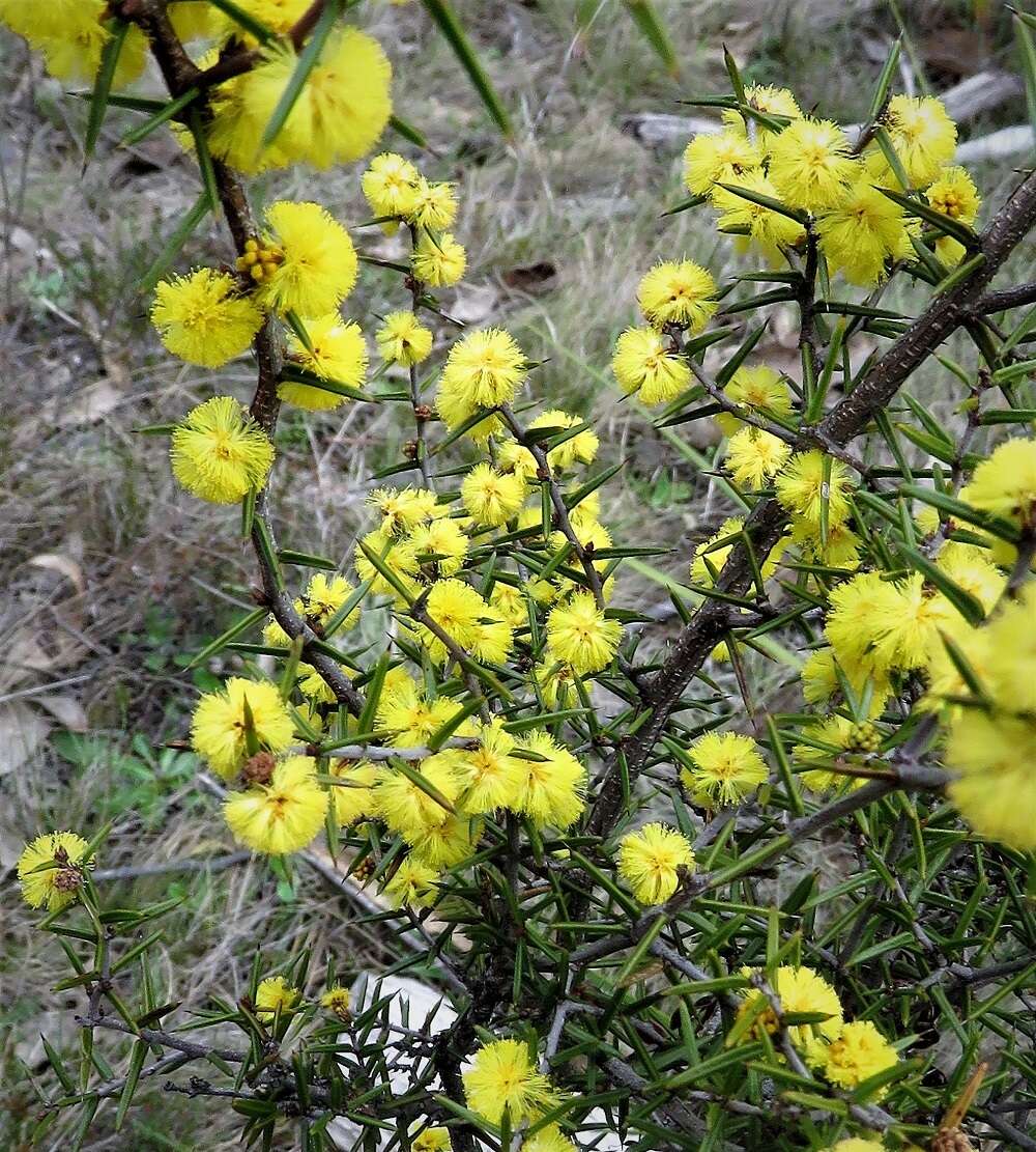 Image of Acacia asparagoides A. Cunn.