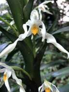 Image of Maxillaria inaudita Rchb. fil.