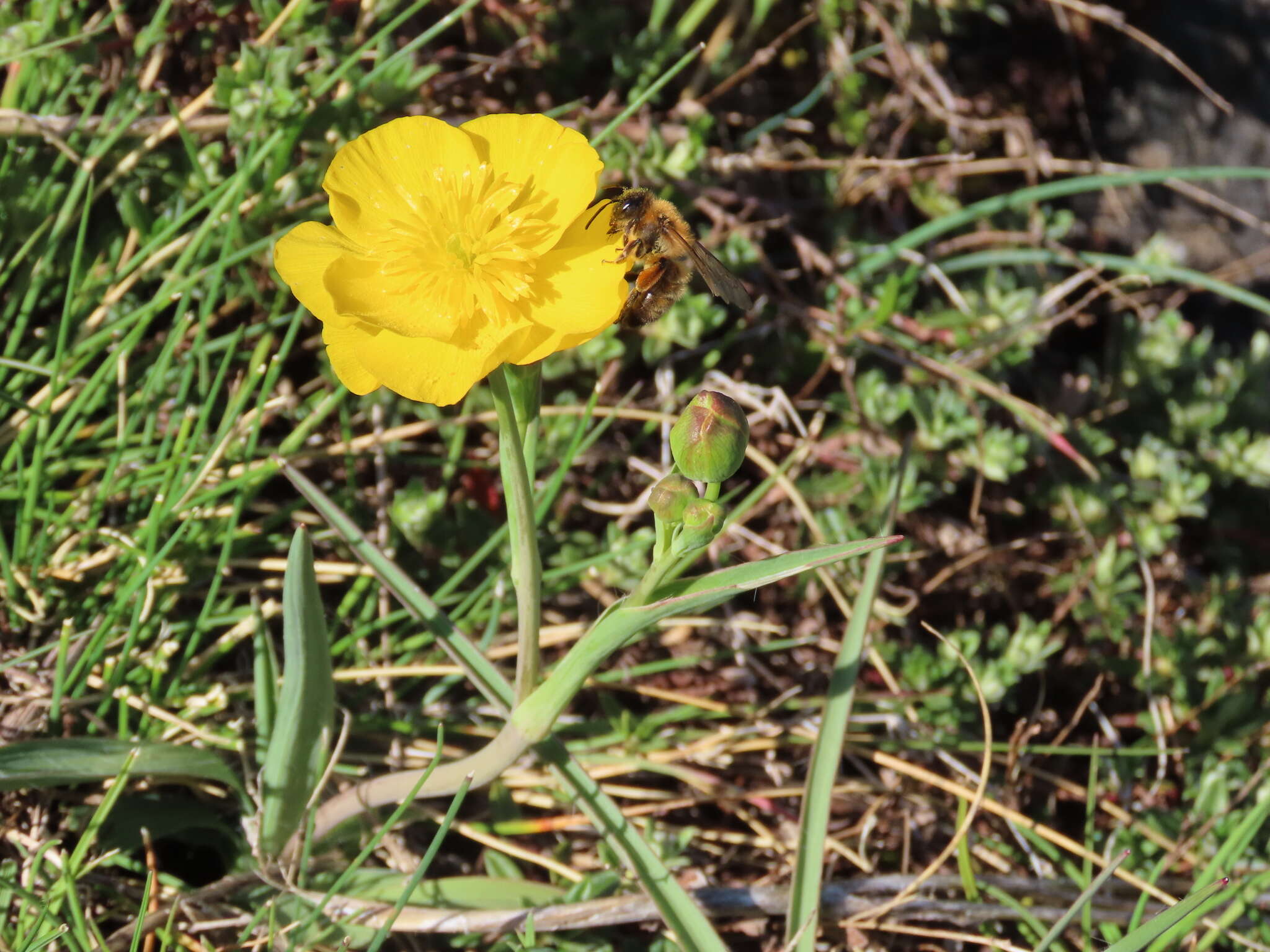 Image of Ranunculus gramineus L.