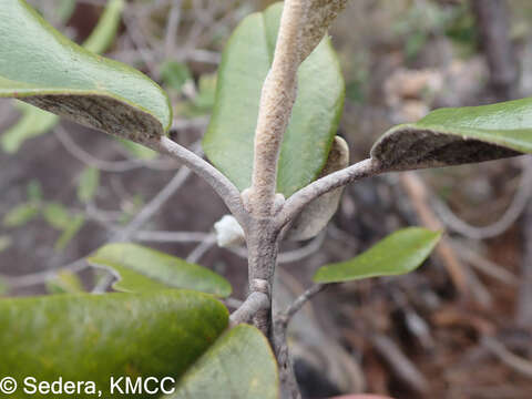 Image of Vitex betsiliensis Humbert