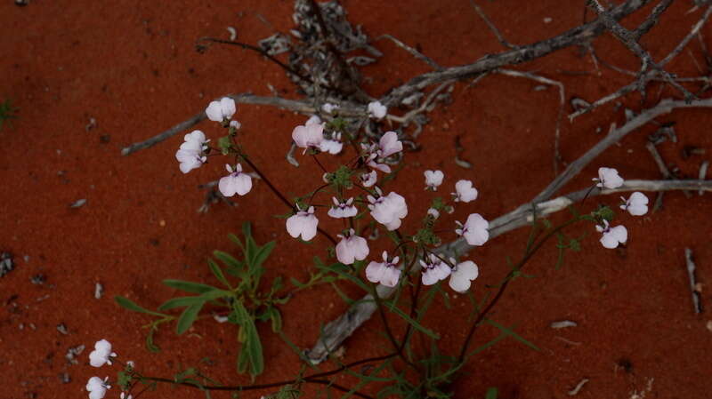 صورة Nemesia saccata E. Mey. ex Benth.