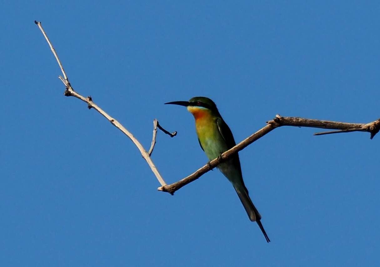 Image of Blue-tailed Bee-eater