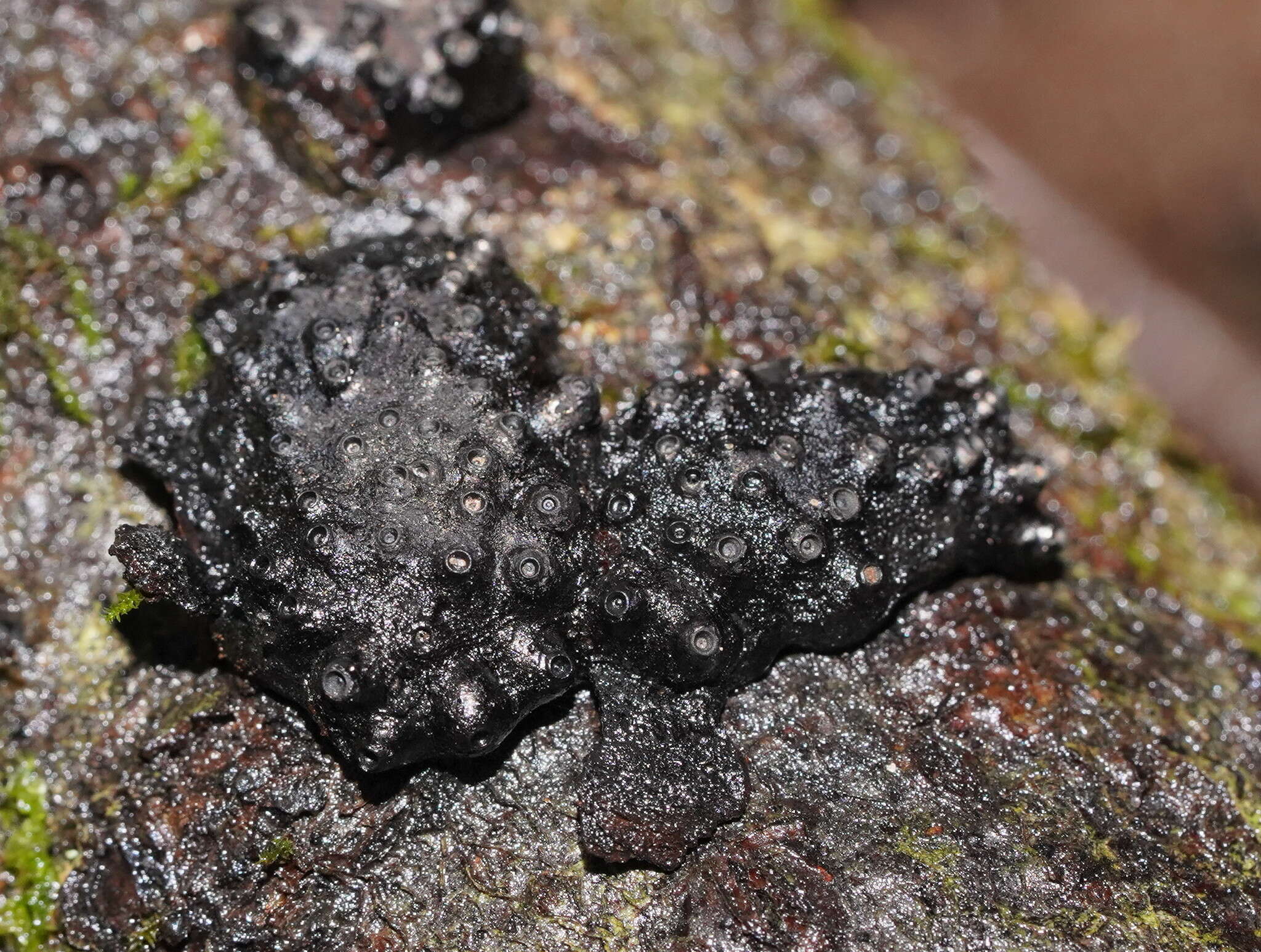 Annulohypoxylon hians (Berk. & Cooke) Y. M. Ju, J. D. Rogers & H. M. Hsieh 2005 resmi