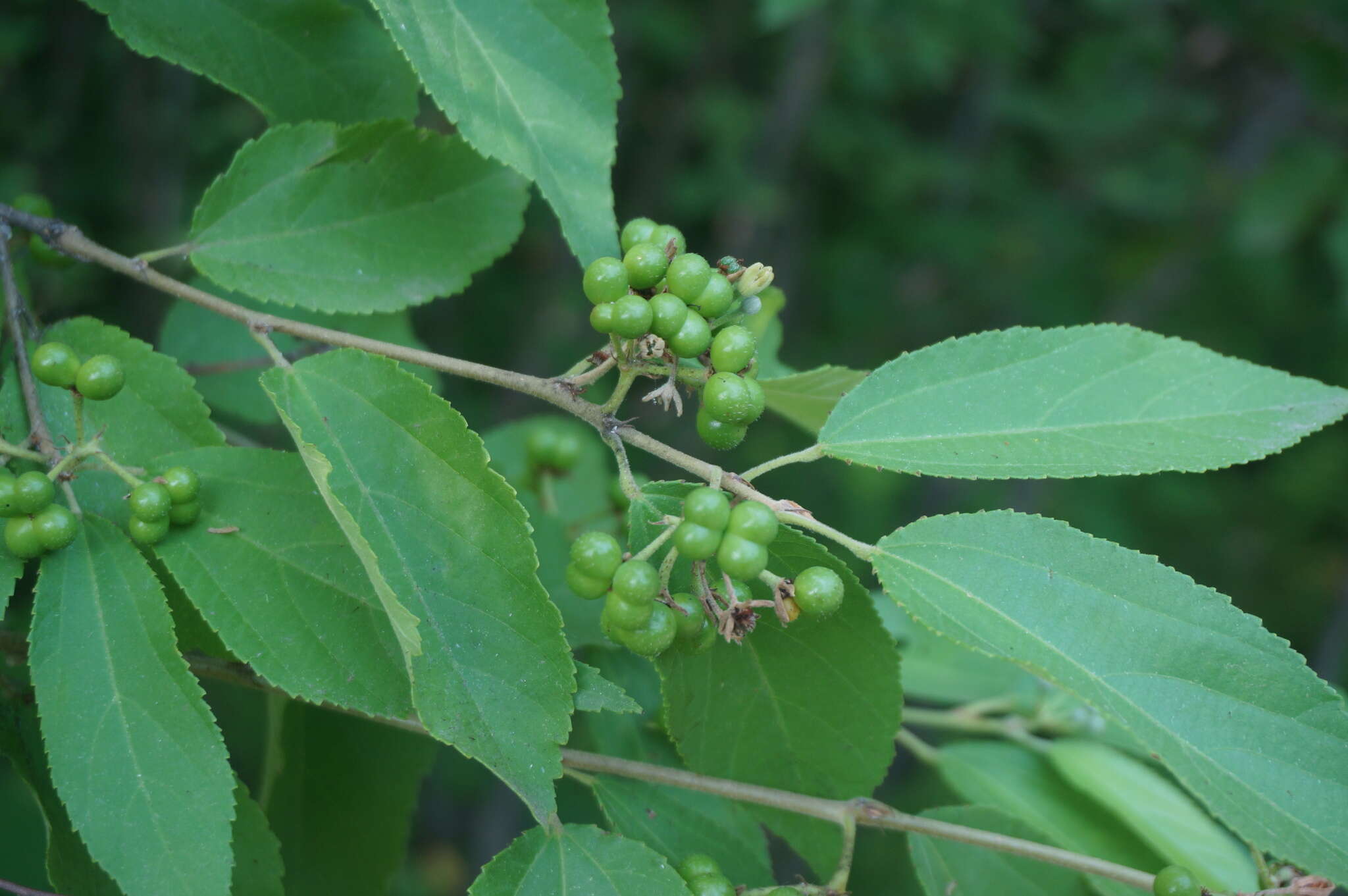 Sivun Grewia biloba var. parviflora (Bunge) Hand.-Mazz. kuva