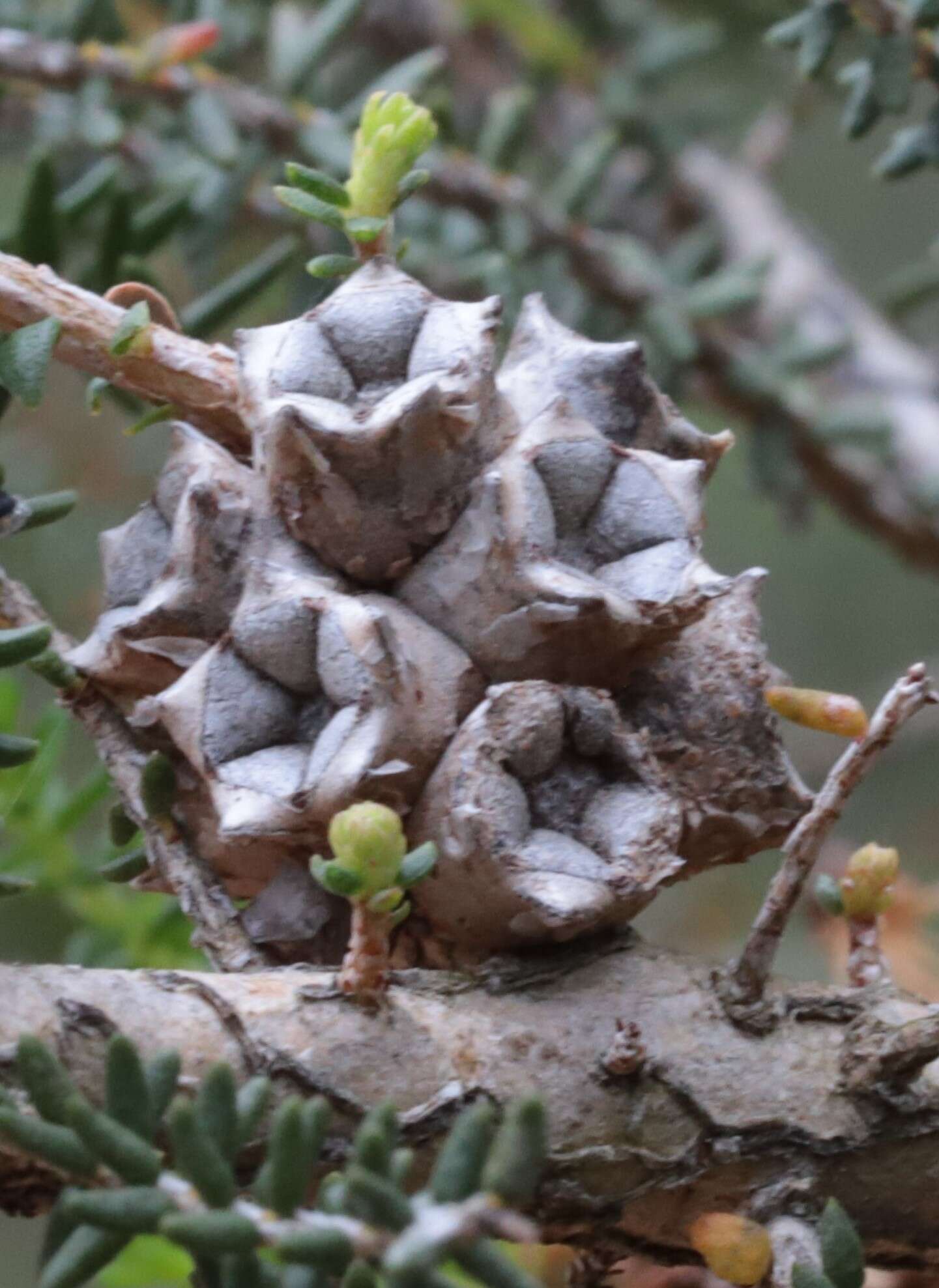 Sivun Melaleuca blaeriifolia Turcz. kuva