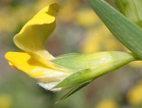 Слика од Aspalathus angustifolia (Lam.) R. Dahlgren