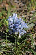 Image of Bellevalia hyacinthoides (Bertol.) K. Perss. & Wendelbo