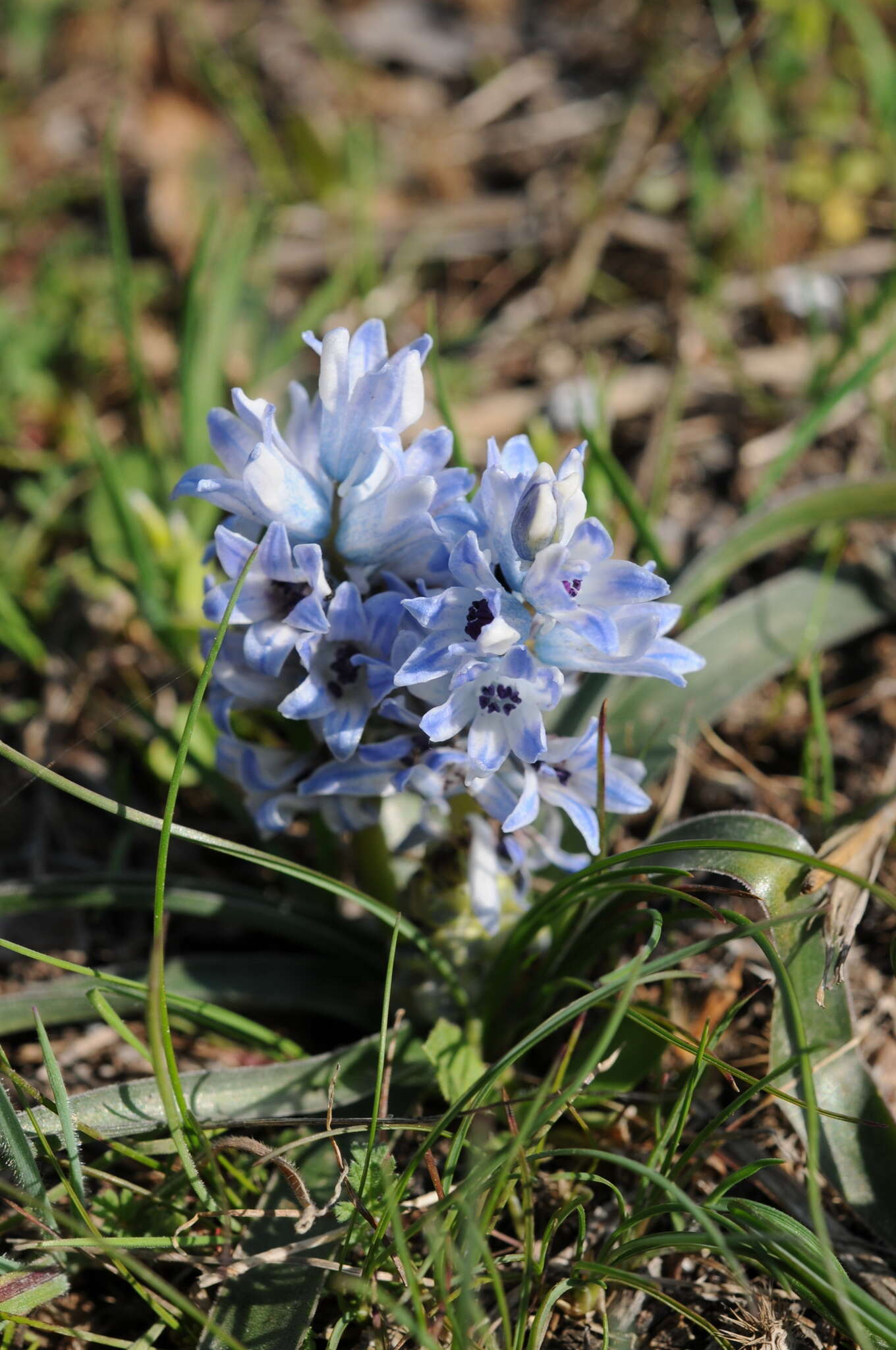 Imagem de Bellevalia hyacinthoides (Bertol.) K. Perss. & Wendelbo