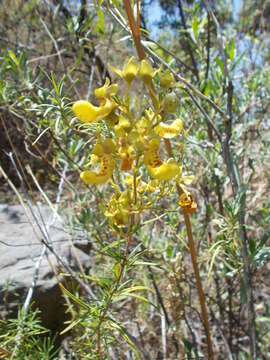 Image of Calceolaria buchtieniana Kränzl.