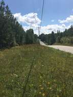 Image of showy goldenrod