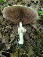 Image of Agaricus leptocaulis Kerrigan 2016