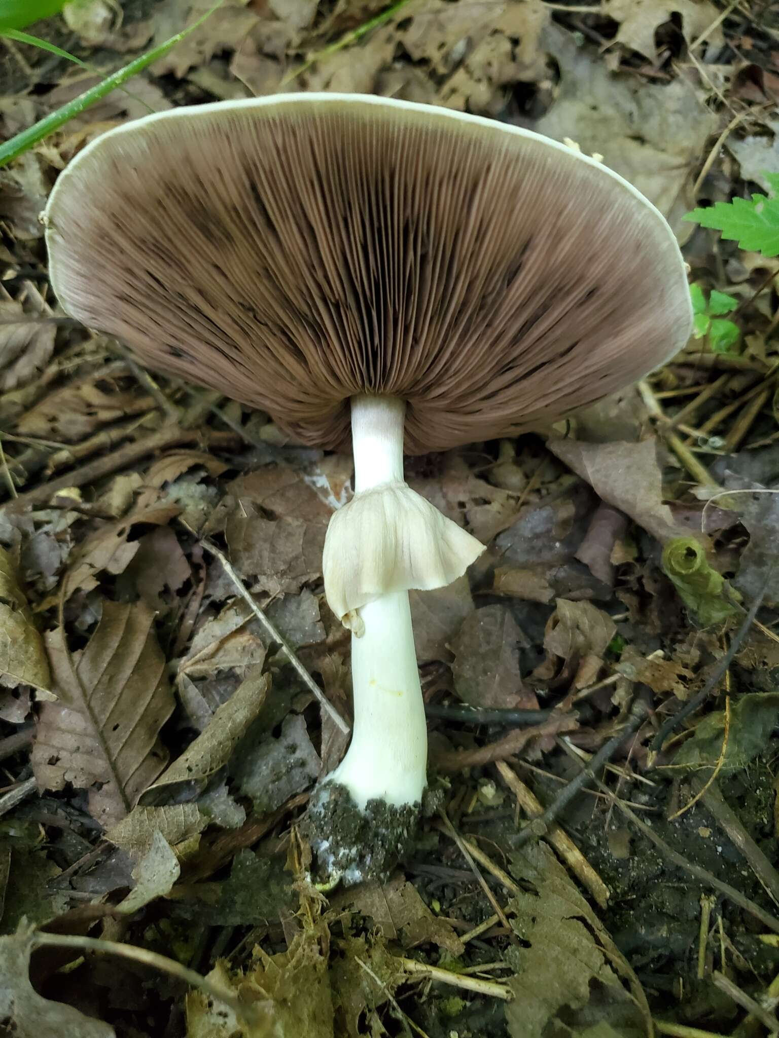 Image of Agaricus leptocaulis Kerrigan 2016